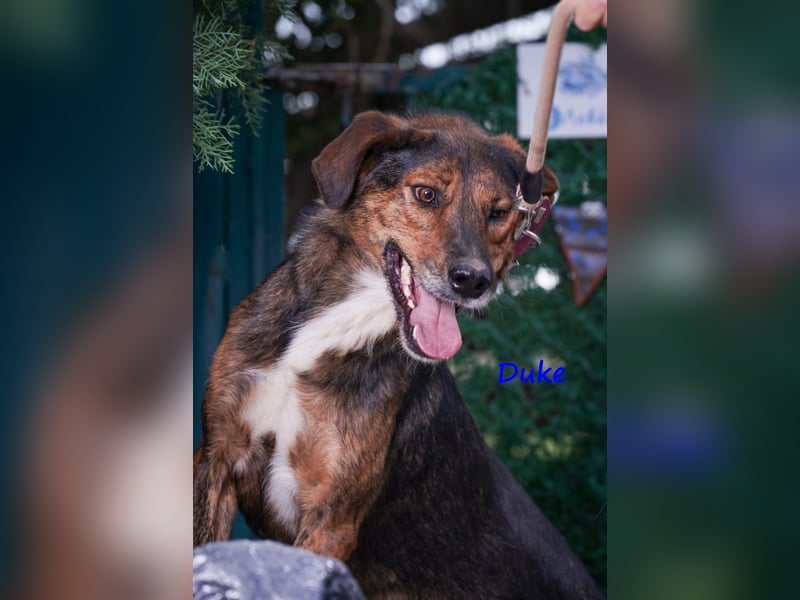 Duke 02/2021 (GRC) - seelischer Notfall - dringend Zuhause / Pflegestelle gesucht!