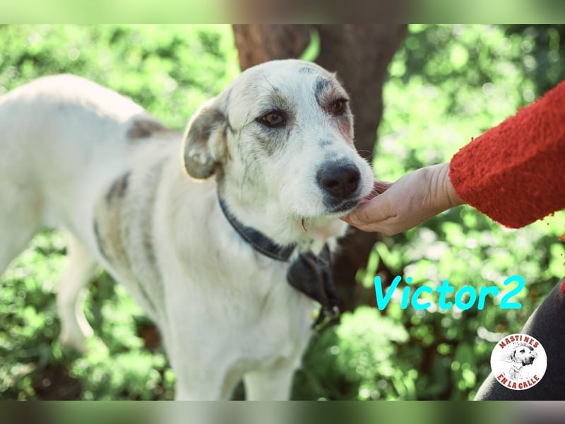 Victor2 03/2022 (ESP) - ausgeglichener, kinderlieber und sozialer Rüde!