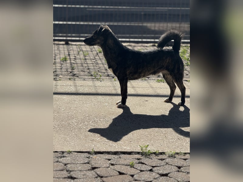 Lui - kleiner Hund mit großem Herz sucht 2te Chance