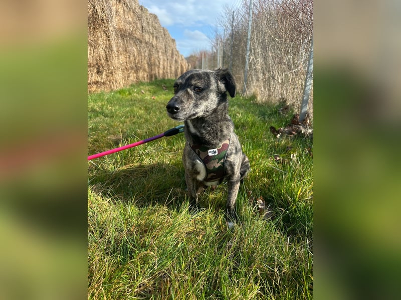 Lui - kleiner Hund mit großem Herz sucht 2te Chance