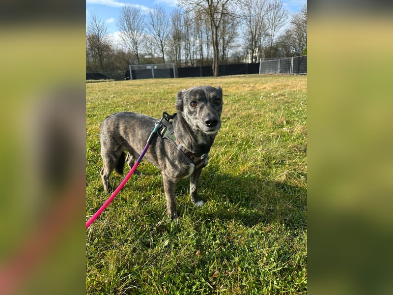 Lui - kleiner Hund mit großem Herz sucht 2te Chance