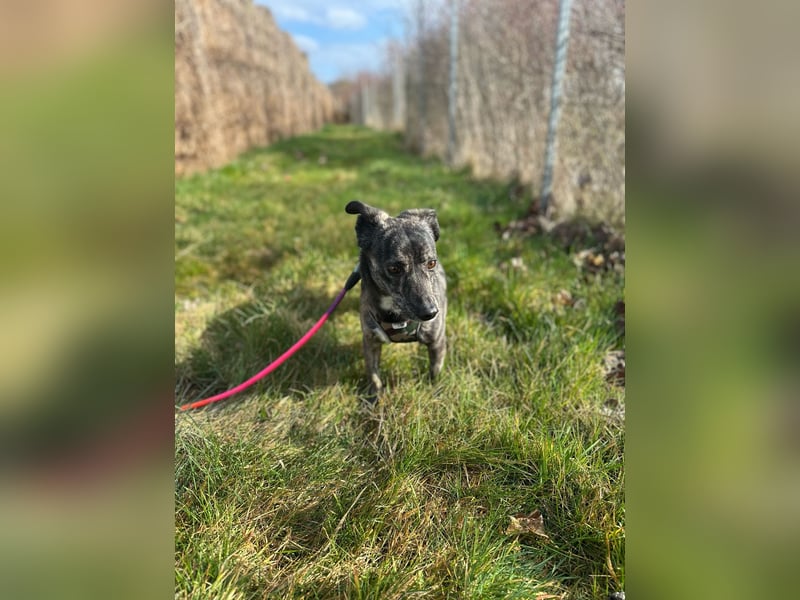 Lui - kleiner Hund mit großem Herz sucht 2te Chance