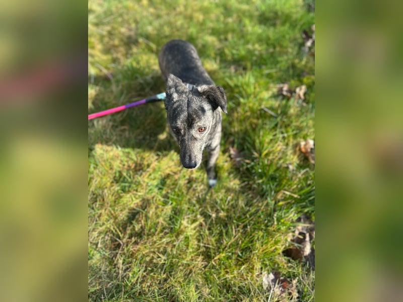 Lui - kleiner Hund mit großem Herz sucht 2te Chance