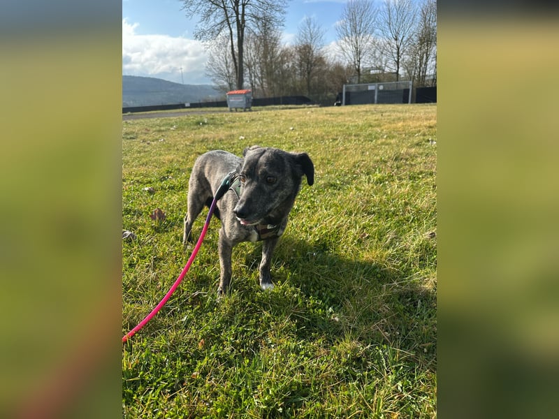 Lui - kleiner Hund mit großem Herz sucht 2te Chance
