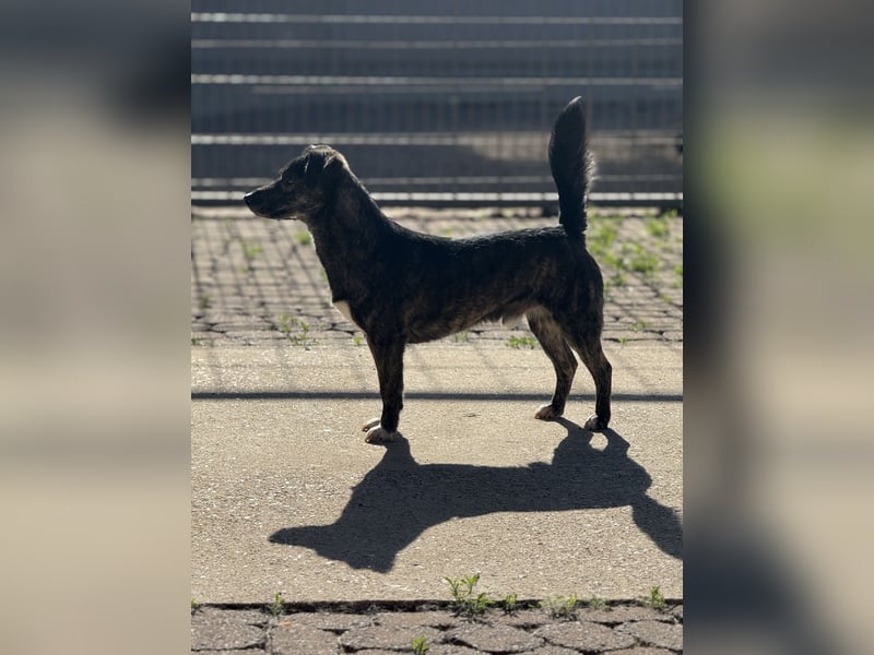 Lui - kleiner Hund mit großem Herz sucht 2te Chance