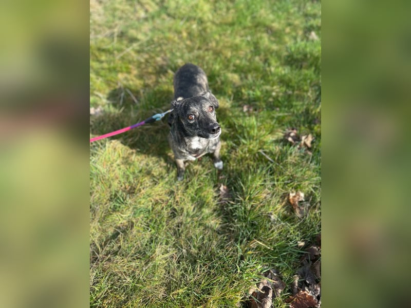 Lui - kleiner Hund mit großem Herz sucht 2te Chance