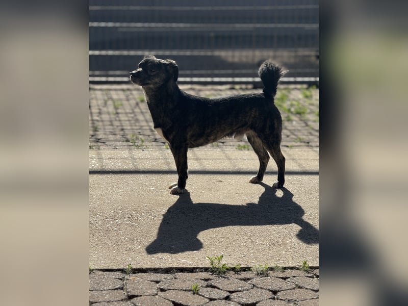 Lui - kleiner Hund mit großem Herz sucht 2te Chance