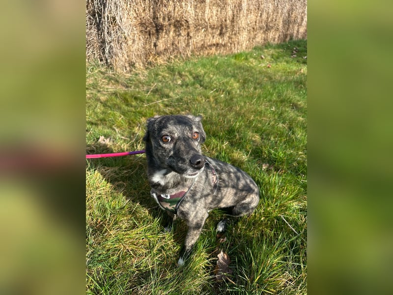 Lui - kleiner Hund mit großem Herz sucht 2te Chance