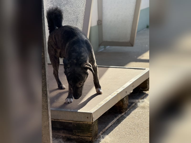 Lui - kleiner Hund mit großem Herz sucht 2te Chance