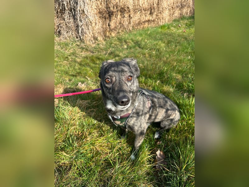 Lui - kleiner Hund mit großem Herz sucht 2te Chance