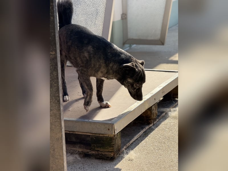 Lui - kleiner Hund mit großem Herz sucht 2te Chance