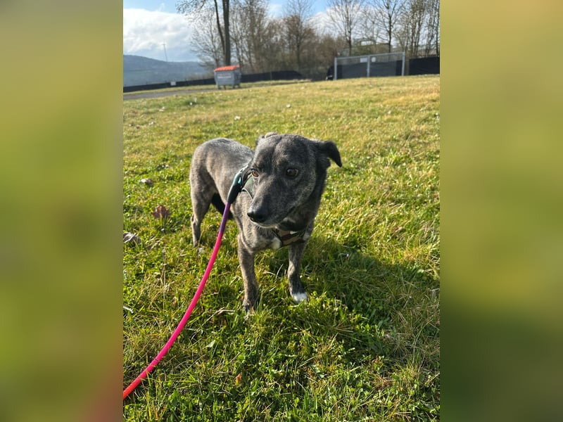 Lui - kleiner Hund mit großem Herz sucht 2te Chance