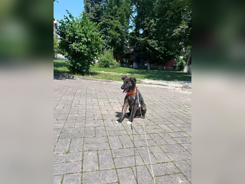 Romeo - Welpe