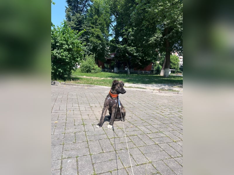 Romeo - Welpe