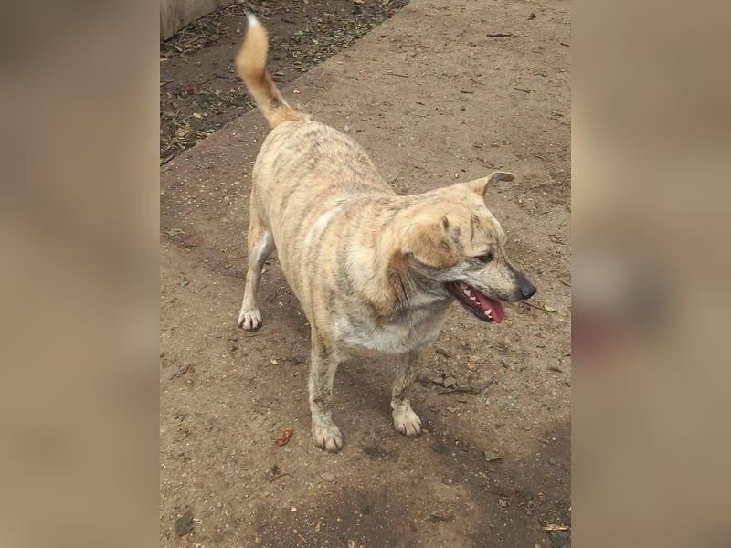 Dante, aussergewöhnliche Farbe und Zeichnung, toller Hund