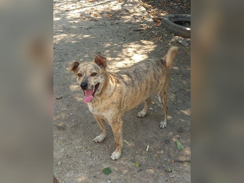 Dante, aussergewöhnliche Farbe und Zeichnung, toller Hund