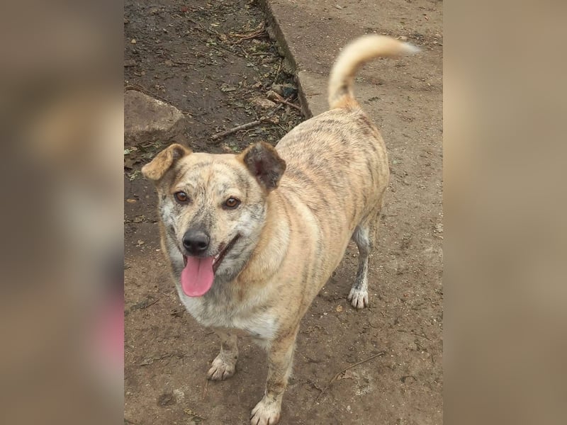 Dante, aussergewöhnliche Farbe und Zeichnung, toller Hund
