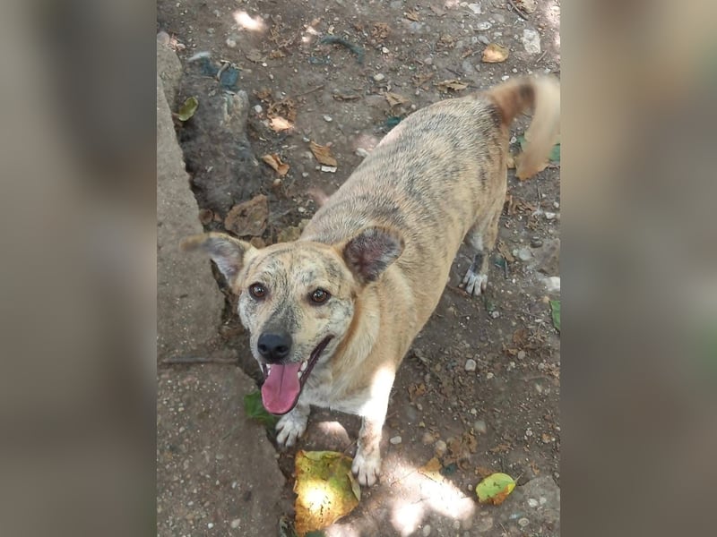 Dante, aussergewöhnliche Farbe und Zeichnung, toller Hund