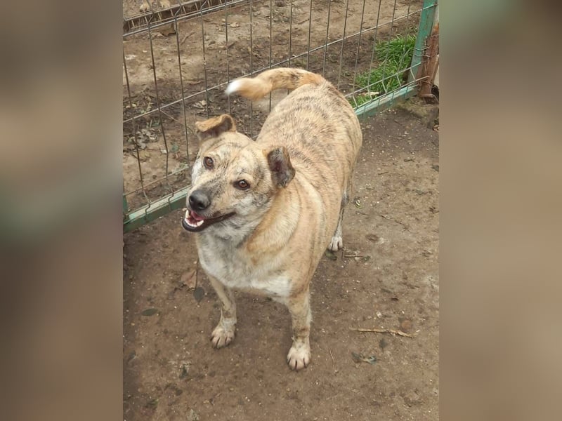 Dante, aussergewöhnliche Farbe und Zeichnung, toller Hund