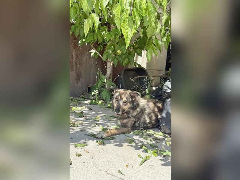 Snoop - schüchterner, freundlicher, katzenverträglicher Schäferhund-Mix Rüde / noch in Rumänien