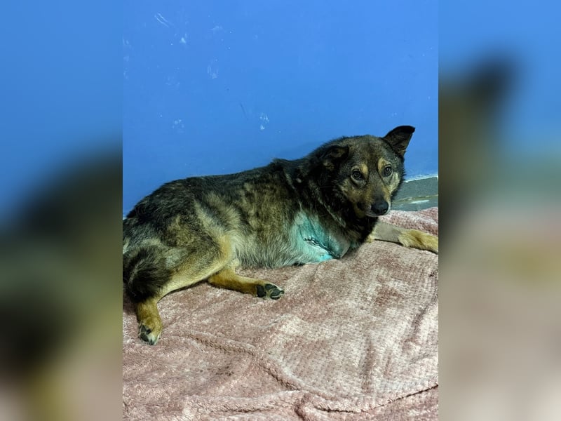 Snoop - anfangs schüchterner, aber freundlicher Rüde / Dringend Pflegestelle oder Zuhause gesucht