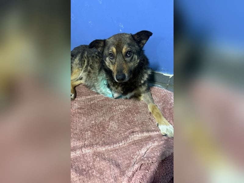 Snoop - schüchterner, freundlicher, katzenverträglicher Schäferhund-Mix Rüde / noch in Rumänien
