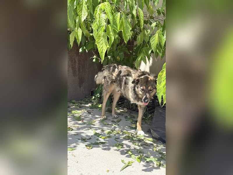 Snoop - schüchterner, freundlicher, katzenverträglicher Schäferhund-Mix Rüde / noch in Rumänien