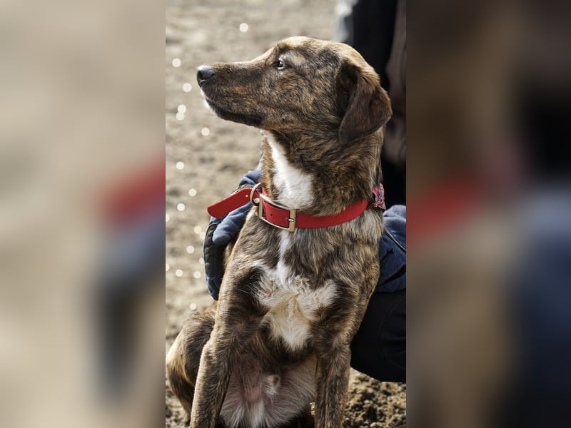 Umer - aktiver, verspielter, verschmuster Junghund / Pflegestelle in Holzheim