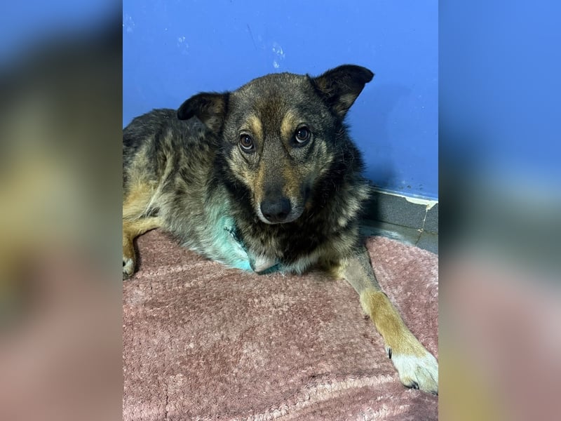 Snoop - anfangs schüchterner, aber freundlicher Rüde / Dringend Pflegestelle oder Zuhause gesucht