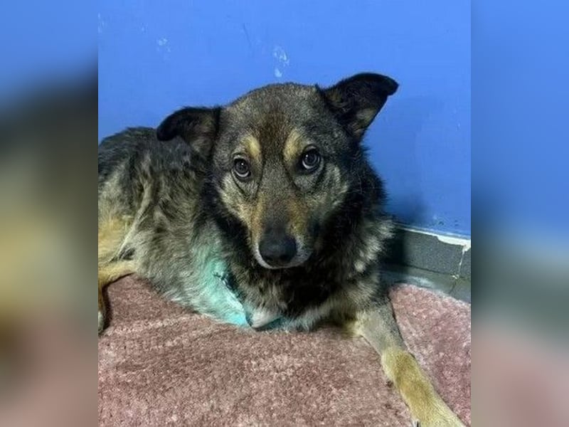 Snoop - schüchterner, freundlicher, katzenverträglicher Schäferhund-Mix Rüde / noch in Rumänien
