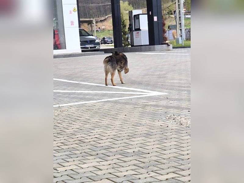 Snoop - anfangs schüchterner, aber freundlicher Rüde / Dringend Pflegestelle oder Zuhause gesucht