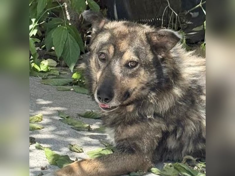 Snoop - schüchterner, freundlicher, katzenverträglicher Schäferhund-Mix Rüde / noch in Rumänien