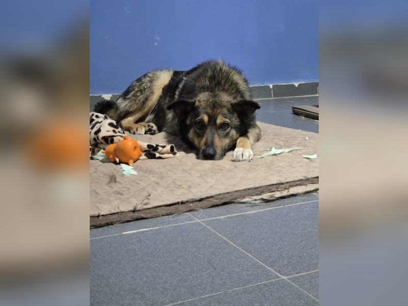 Snoop - schüchterner, freundlicher, katzenverträglicher Schäferhund-Mix Rüde / noch in Rumänien