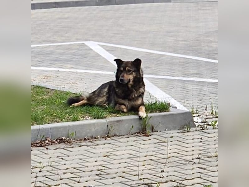Snoop - anfangs schüchterner, aber freundlicher Rüde / Dringend Pflegestelle oder Zuhause gesucht
