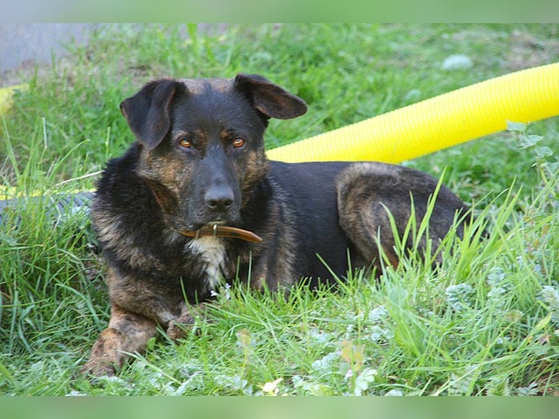 Woody - freundlicher, sozialer, verschmuster Rüde / Pflegestelle in Gerolstein