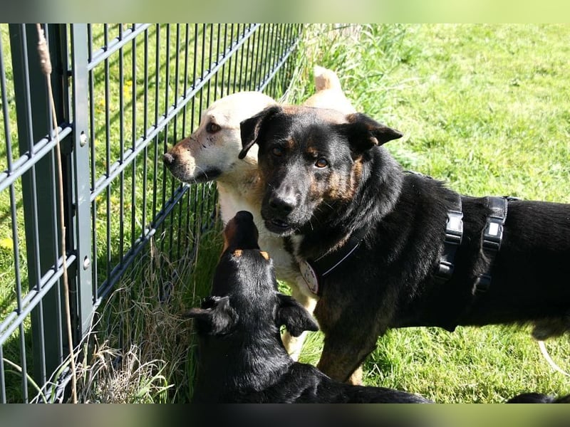 Woody - freundlicher, sozialer, verschmuster Rüde / Pflegestelle in Gerolstein