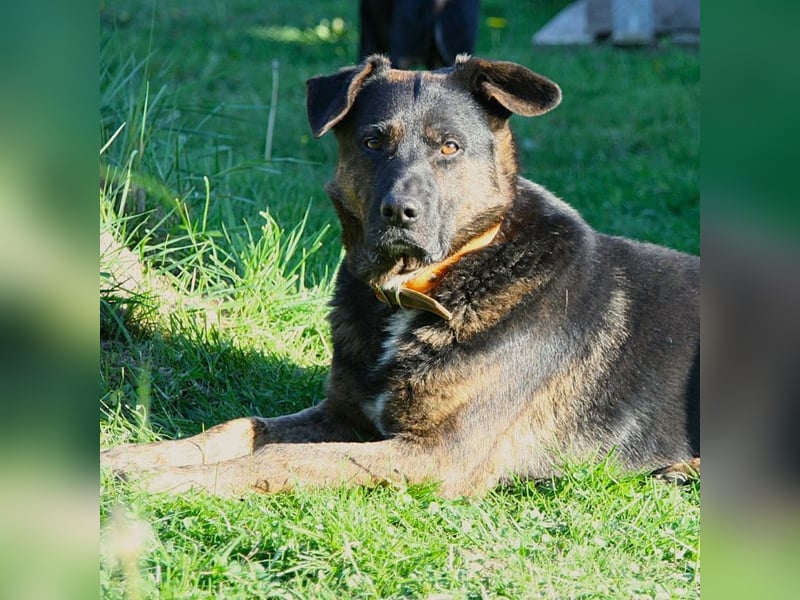 Woody - freundlicher, sozialer, verschmuster Rüde / Pflegestelle in Gerolstein