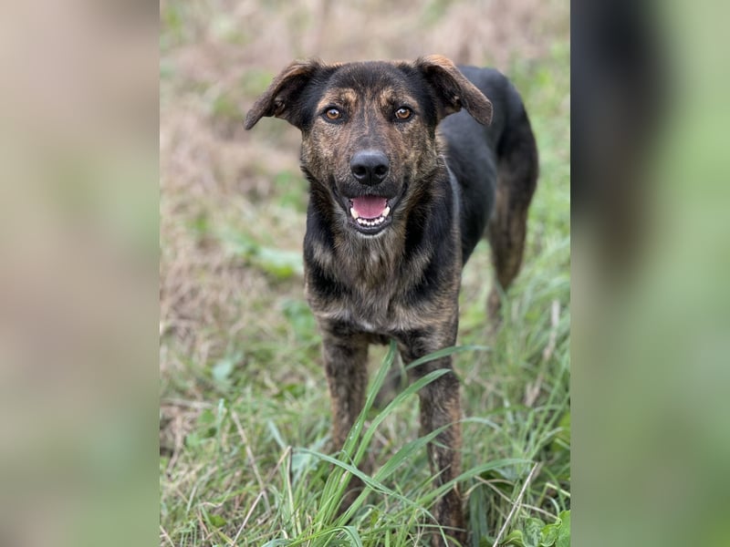 Rino – ein Seelchen von Hund