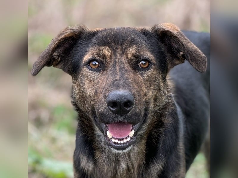 Rino – ein Seelchen von Hund