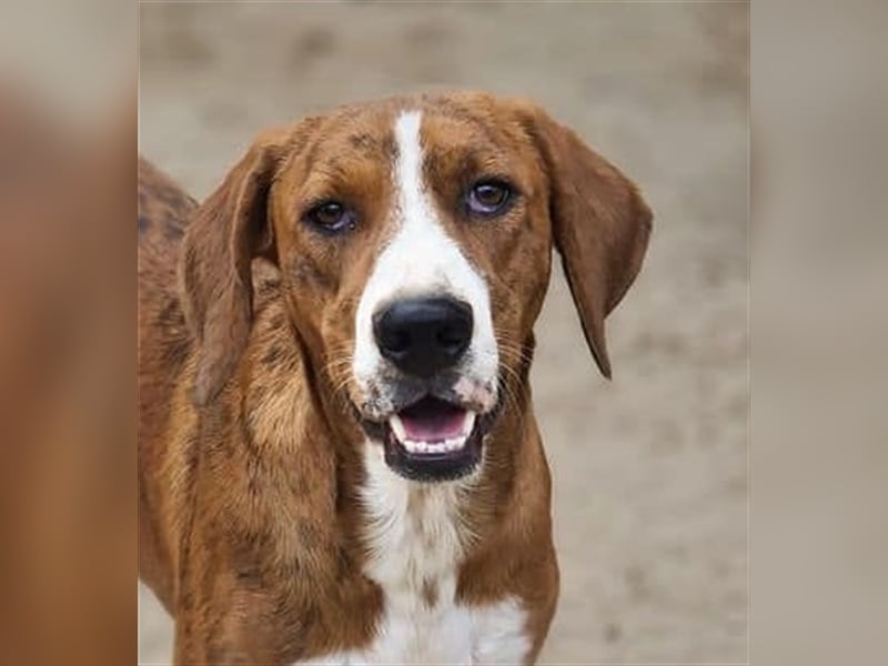 Jerry – familienhundliche Lehrstelle gesucht -