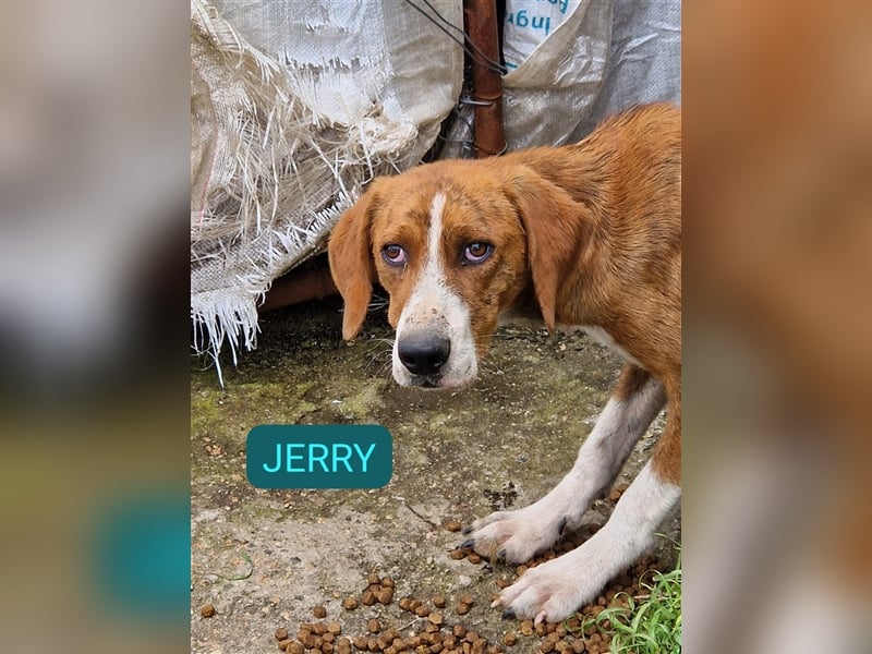 Jerry – familienhundliche Lehrstelle gesucht -