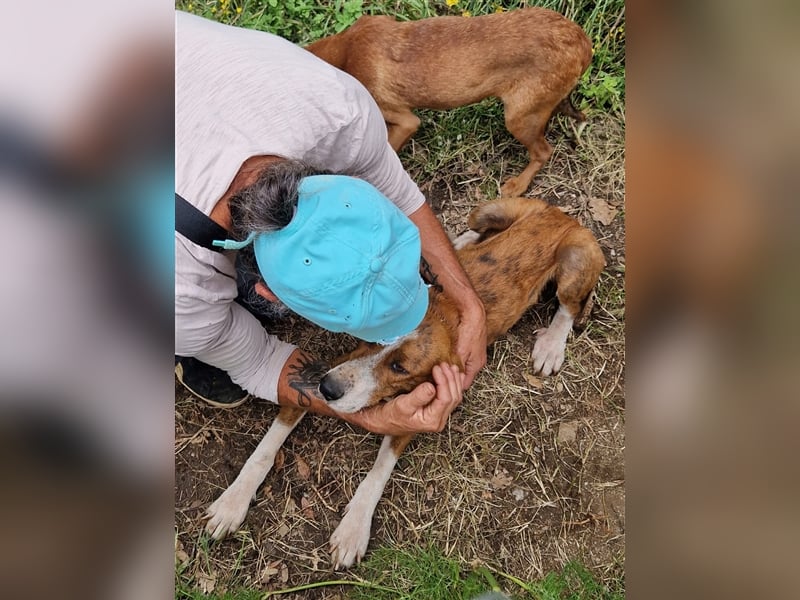 Jerry – familienhundliche Lehrstelle gesucht -