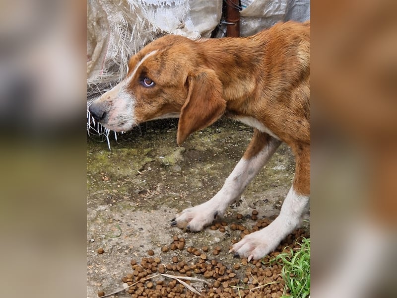Jerry – familienhundliche Lehrstelle gesucht -
