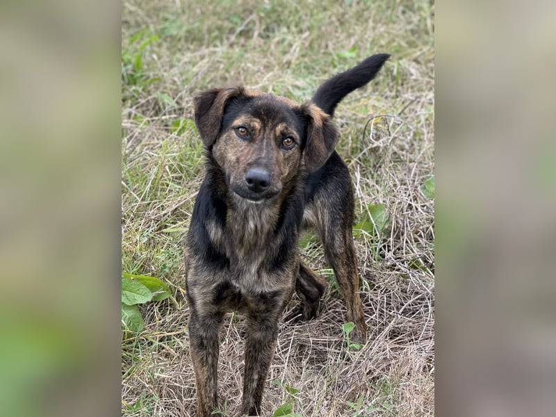 Rino – ein Seelchen von Hund