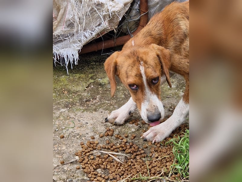 Jerry – familienhundliche Lehrstelle gesucht -