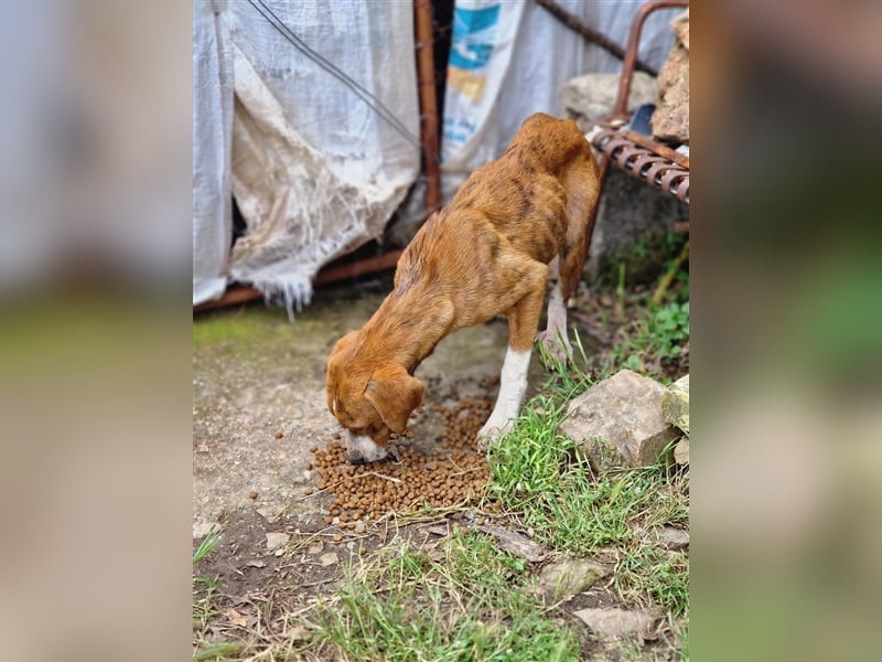 Jerry – familienhundliche Lehrstelle gesucht -