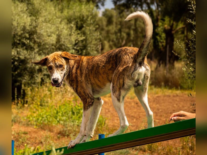 Jerry – familienhundliche Lehrstelle gesucht -
