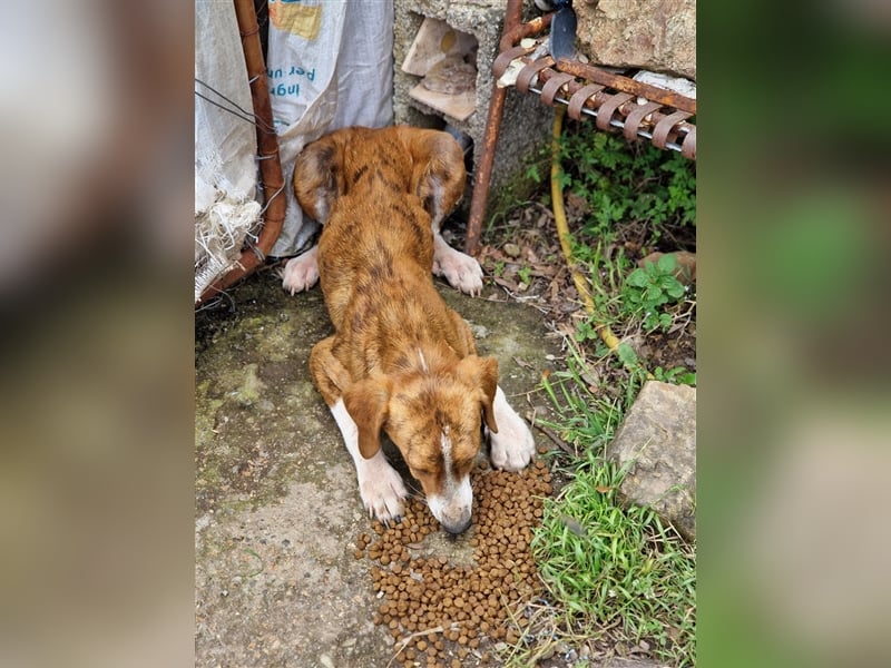 Jerry – familienhundliche Lehrstelle gesucht -