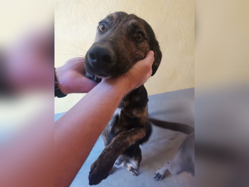 Rino – ein Seelchen von Hund