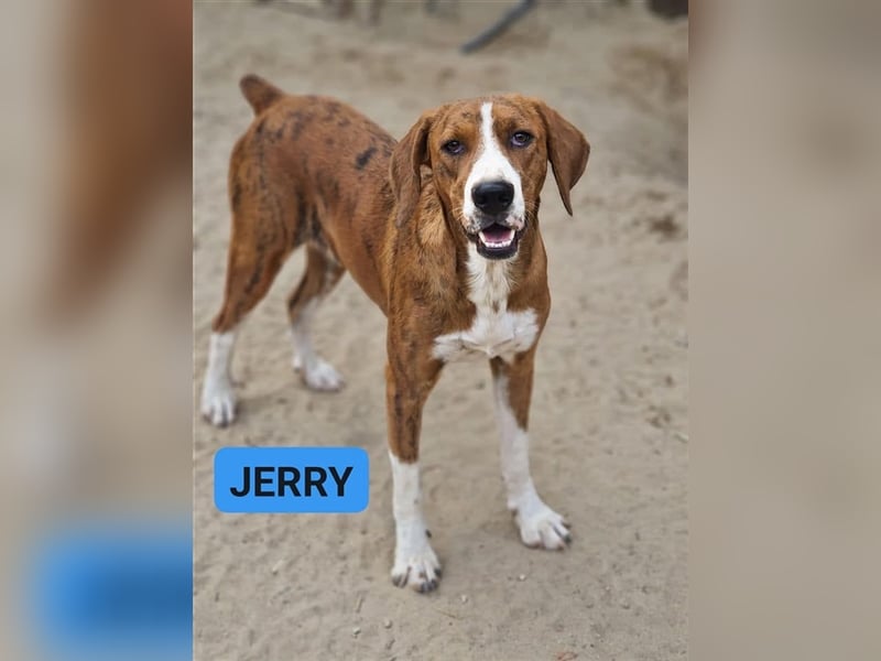 Jerry – familienhundliche Lehrstelle gesucht -